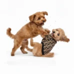 Ropa para mascota camisa para perro Fendi - MARRÓN - Image 7