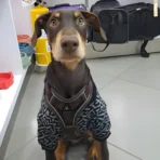 Ropa para mascota camisa para perro Fendi - GRIS - Image 6