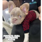 Ropa para mascota camisa para perro Fendi - ROJA - Image 5