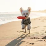 Ropa para mascota camisa para perro Fendi - BLANCA Y NEGRA - Image 9
